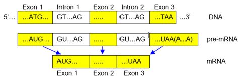 Removal of introns and joining of exons in the splicing process during... | Download Scientific ...