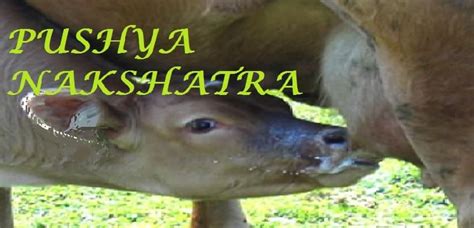 Pushya Nakshatra | Pushya Birth Star | Sanatan Veda