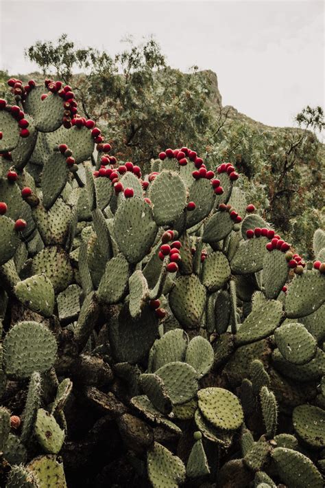 What Spacing Is Recommended Between Nopal Plants? - nopalwellness.com