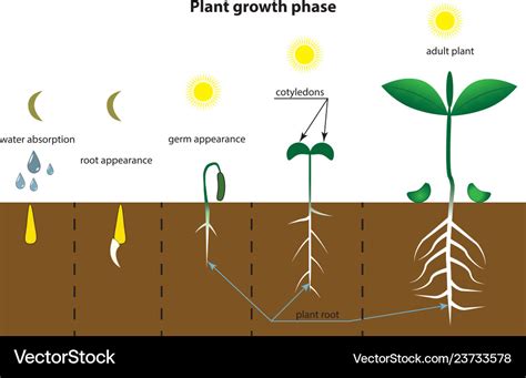 Planting process infographic growth stages steps Vector Image