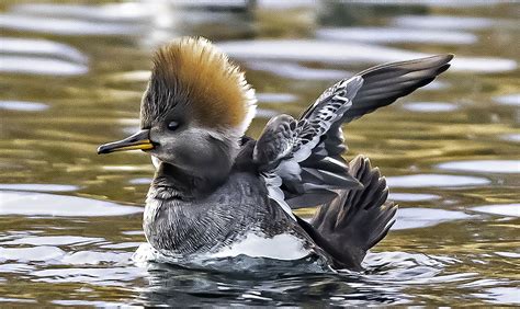 Female Hooded Merganser | Focal World