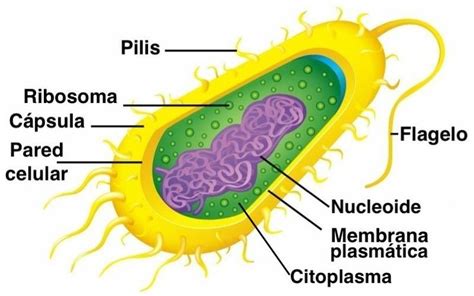 Pin de Tyrsa Chavarria en ale | Células procariotas, Dibujos de celulas ...