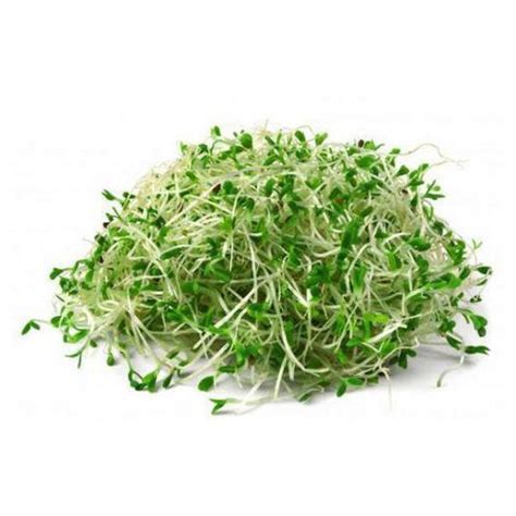 Alfalfa Sprouts Imported - Al Rizq Trading