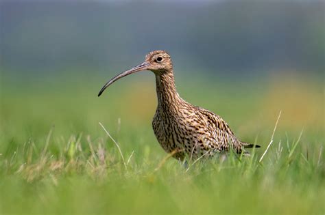 Eurasian curlew, Numenius arquata Kulik Wielki - Artur Rydzewski