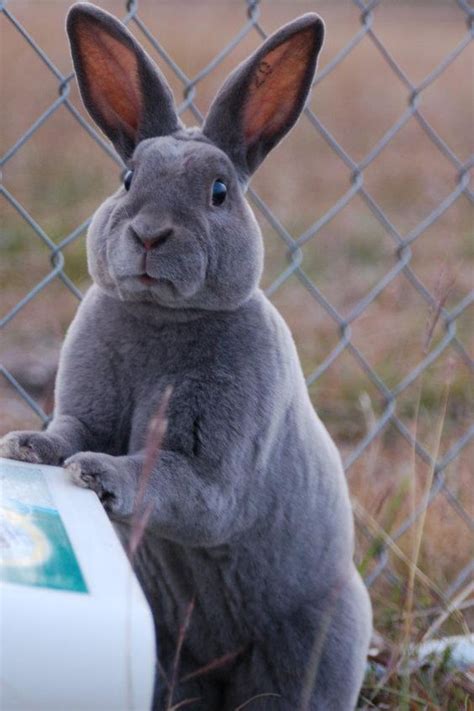 Blue mini rex...my favorite color | rabbits | Pinterest | Beautiful, Old men and Blue bunny