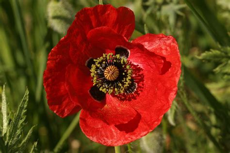 Imágenes de flores y plantas: Amapola