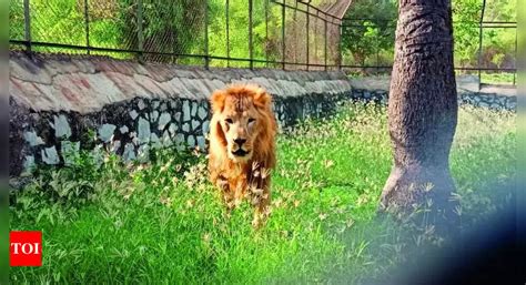 In Search Of X: Vandalur Zoo Lion Choses To Ignore The Chosen One | Chennai News - Times of India