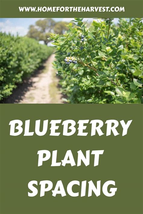 Blueberry plant spacing 🌱 ↔️ 🌱 Getting the distance right for fruitful growth