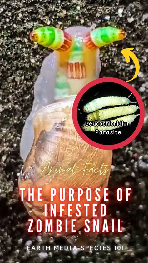 The Purpose of Infested Zombie Snail | by YouTube | Earth Media SPECIES 101 | Medium