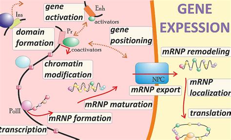 Gene Expression Regulation in Development