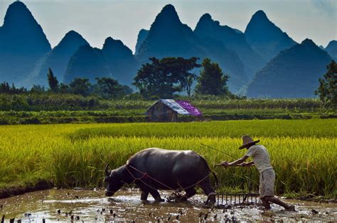 Download Water_ Buffalo_ Farming_with_ Mountain_ Backdrop Wallpaper | Wallpapers.com