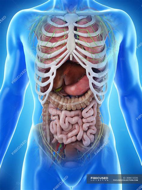 Internal Anatomy Of The Human Body