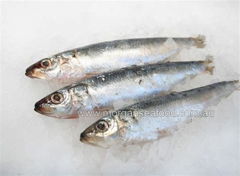 Pilchards, Whole - Morgans Online Seafood Store