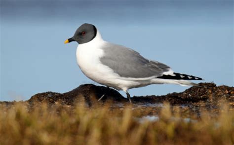 30 Types of Seagulls: A Fascinating Look at Their Diversity