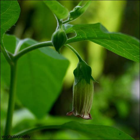 Deadly Nightshade Flower by w-photography on DeviantArt