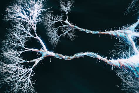 Dendrites may help neurons perform complicated calculations | MIT News ...