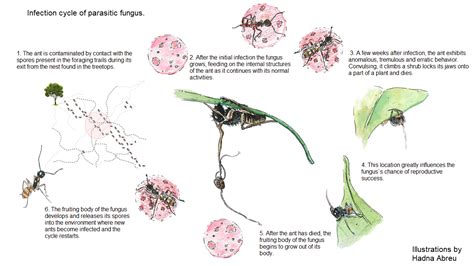 Do zombie ant fungi turn their hosts into light seekers? | ppbio.inpa ...