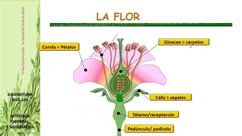 Partes De La Flor Y Sus Funciones - lios