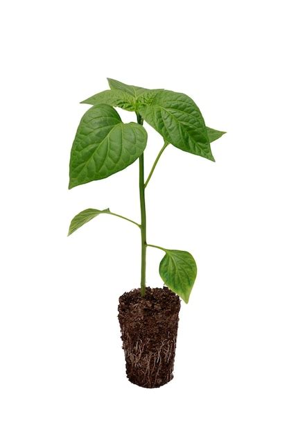 Premium Photo | Pepper seedlings Bell pepper seedling with a welldeveloped root system on a ...