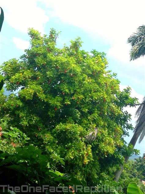 Ackee tree in Jamaica🇯🇲 | Photography Amino