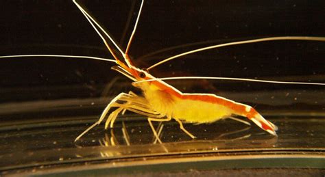 Cleaner shrimp have a calculating, murderous sex life | Ars Technica