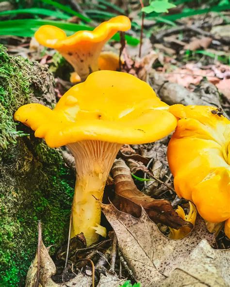 Foraging Chanterelle Mushrooms: Identification & Look-alikes