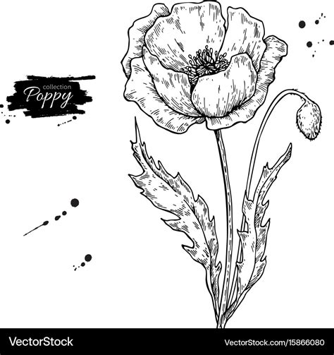 Poppy Flower Outline Drawing | Best Flower Site