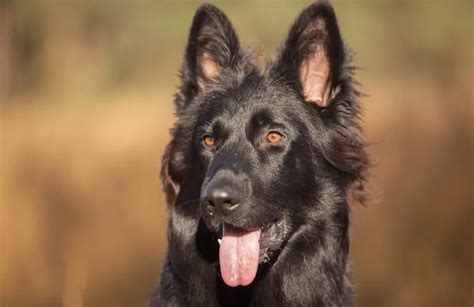 Black German Shepherd: What's the Difference? | Perfect Dog Breeds