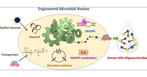 Engineered Microbial Routes for Human Milk Oligosaccharides Synthesis | ACS Synthetic Biology