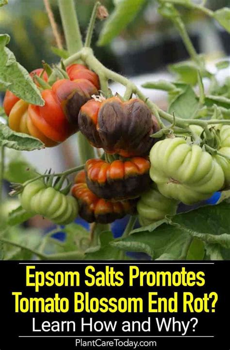 Should You Use Epsom Salt For Tomatoes Blossom End Rot [TRUE ...