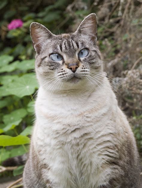 Cross-eyed Cat Photograph by Rachel Down