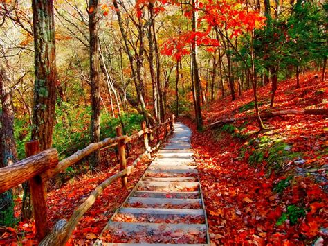 Autumn Forest Pathway HD Wallpaper