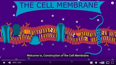 Construction of the Cell Membrane (Video) - Wisc-Online OER