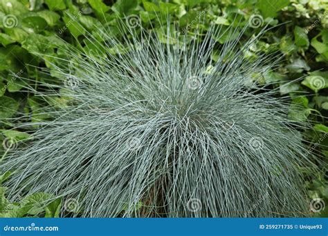 Grass Festuca glauca stock image. Image of clipping - 259271735