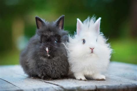 Angora Rabbit - World's Finest Wool