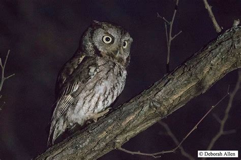 Eastern Screech-Owls at Night and Christmas Birds by Day