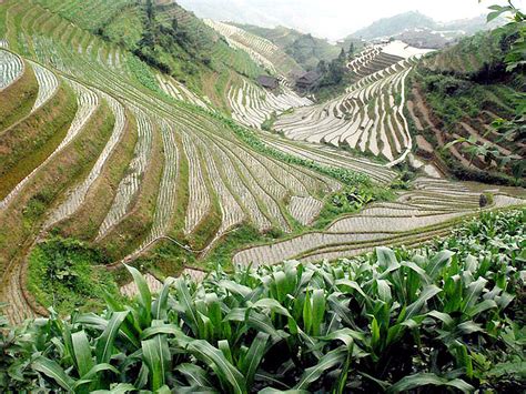 Jinkeng Rice Terraces Crops, Longsheng Jinkeng Rice Terraces Travel Photos, Images & Pictures of ...