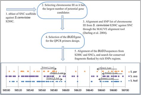 | Scheme used for QPCR primers design. | Download Scientific Diagram