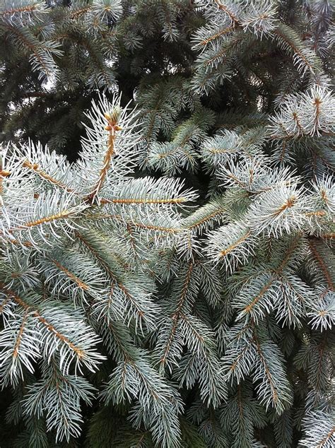 Silver Fir from A Gardener's Notebook by Douglas E. Welch | Silver fir, Trees to plant, Fir