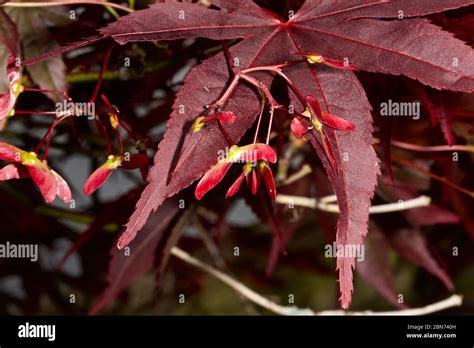 Japanese Maple Seeds Stock Photo - Alamy