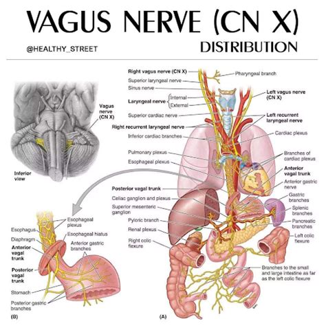 The Vagus Nerve: A Secret Weapon For Improved Sleep - SomniFix