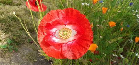 Bunga Poppy Putih - Foto gratis di Pixabay - Pixabay