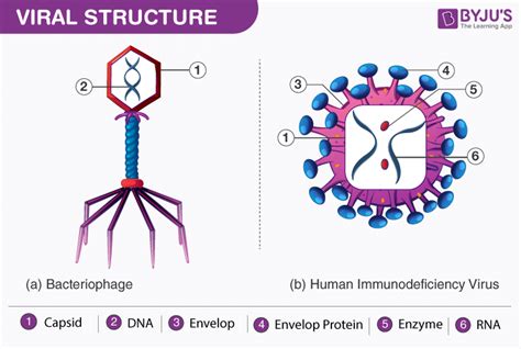 HIV Diagram - Structure of HIV