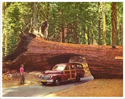 10+ images about Giant Redwoods on Pinterest | The giants, National forest and Trees