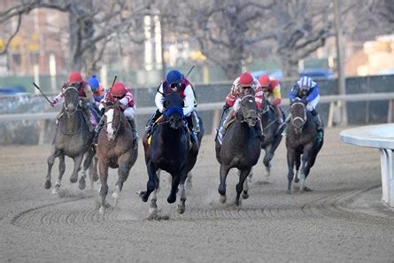 Haikal - Horse Profile - BloodHorse