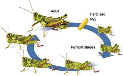 Cricket Life Cycle Diagram