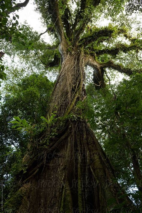 «Ceiba Tree In Arenal National Park, Costa Rica» del colaborador de Stocksy «Julie Rideout ...