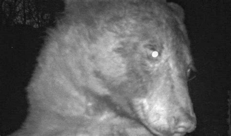 This Black Bear Took Hundreds of ‘Selfies’ on a Wildlife Camera - TrendRadars
