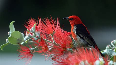 Cardinal Bird Singing - Cardinal Bird Sounds, Cardinal Bird Chirping