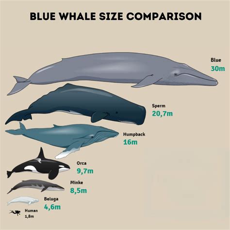 Blue Whale Size Comparison: Discover How Big They Really Are – Ocean Action Hub